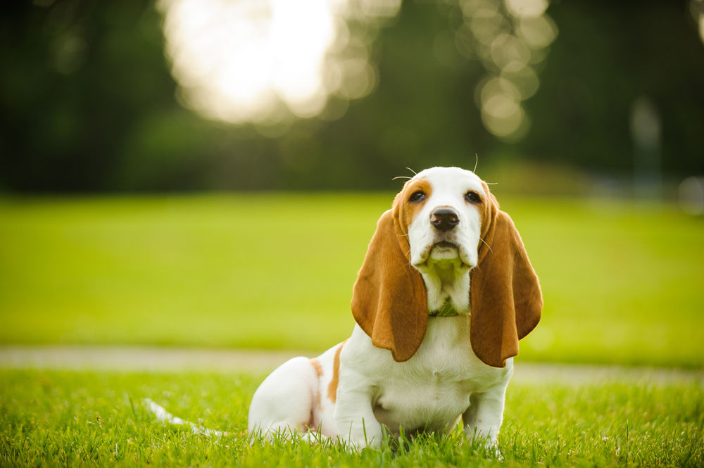 Derreta-se com os animais de estimação mais fofos do mundo