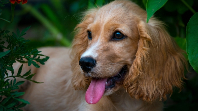 Derreta-se com os animais de estimação mais fofos do mundo