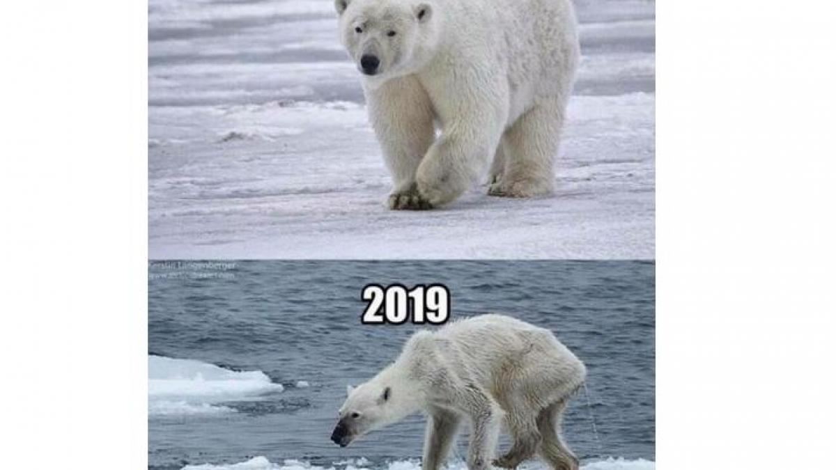 Polar Bear, 10 Year Challenge