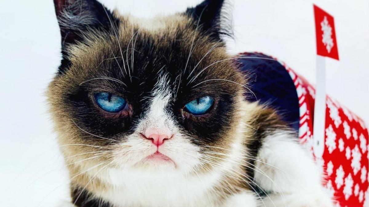 Grumpy Cat: gata rabugenta que virou meme na internet morre nos